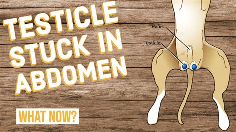 when do puppies testes drop|when do puppy testicles descend.